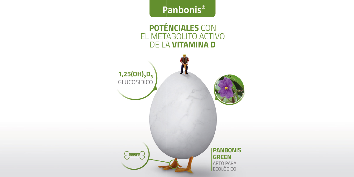 panbonis