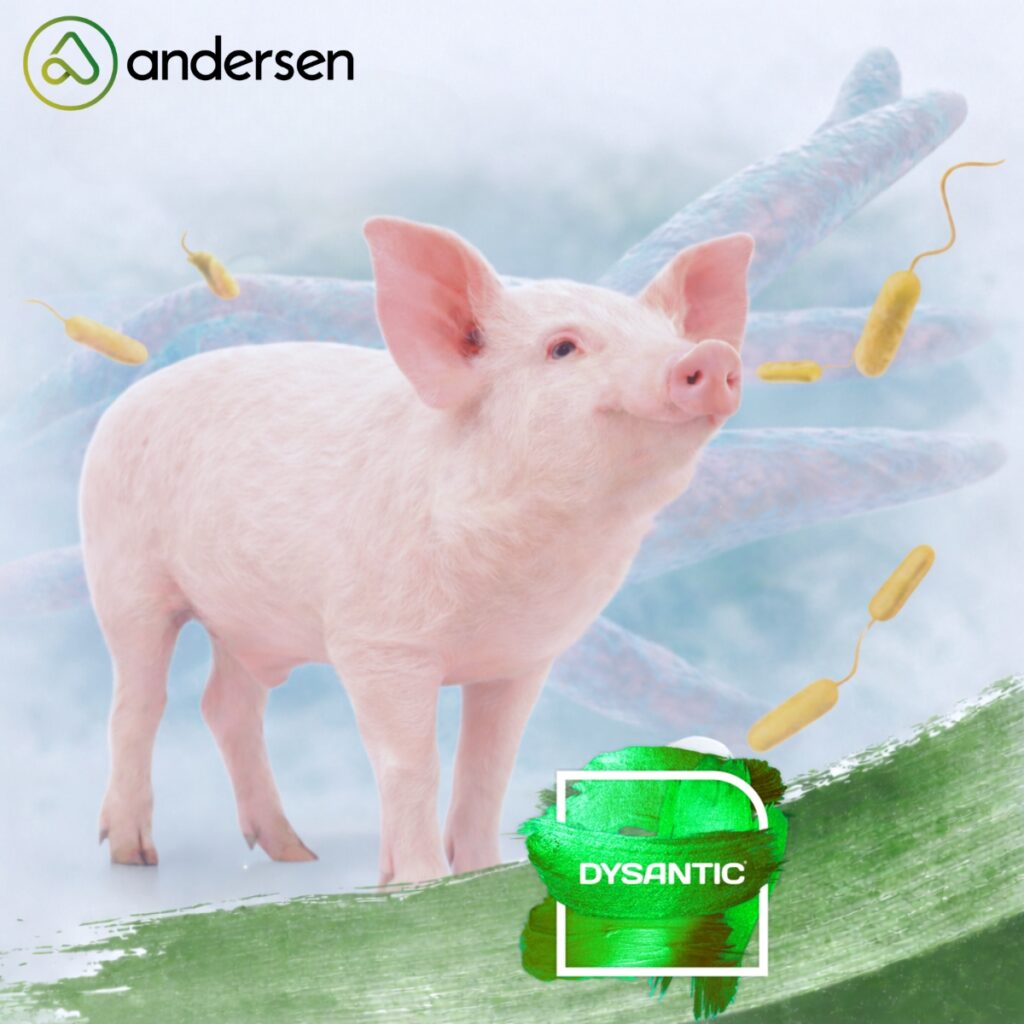 DYSANTIC®: modulación del microbioma intestinal y soporte al crecimiento en porcino